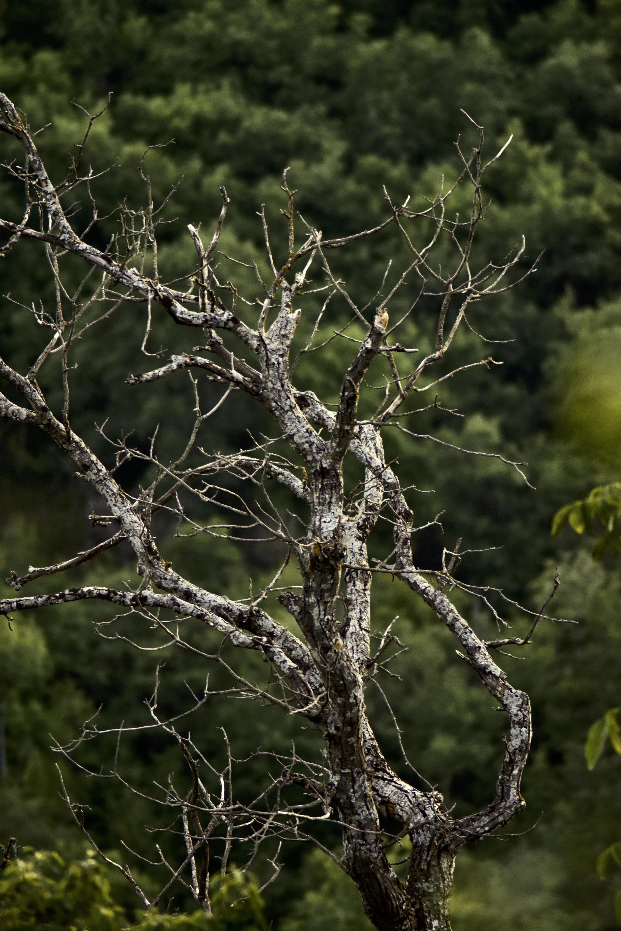 Bare branches against a distant green canopy.