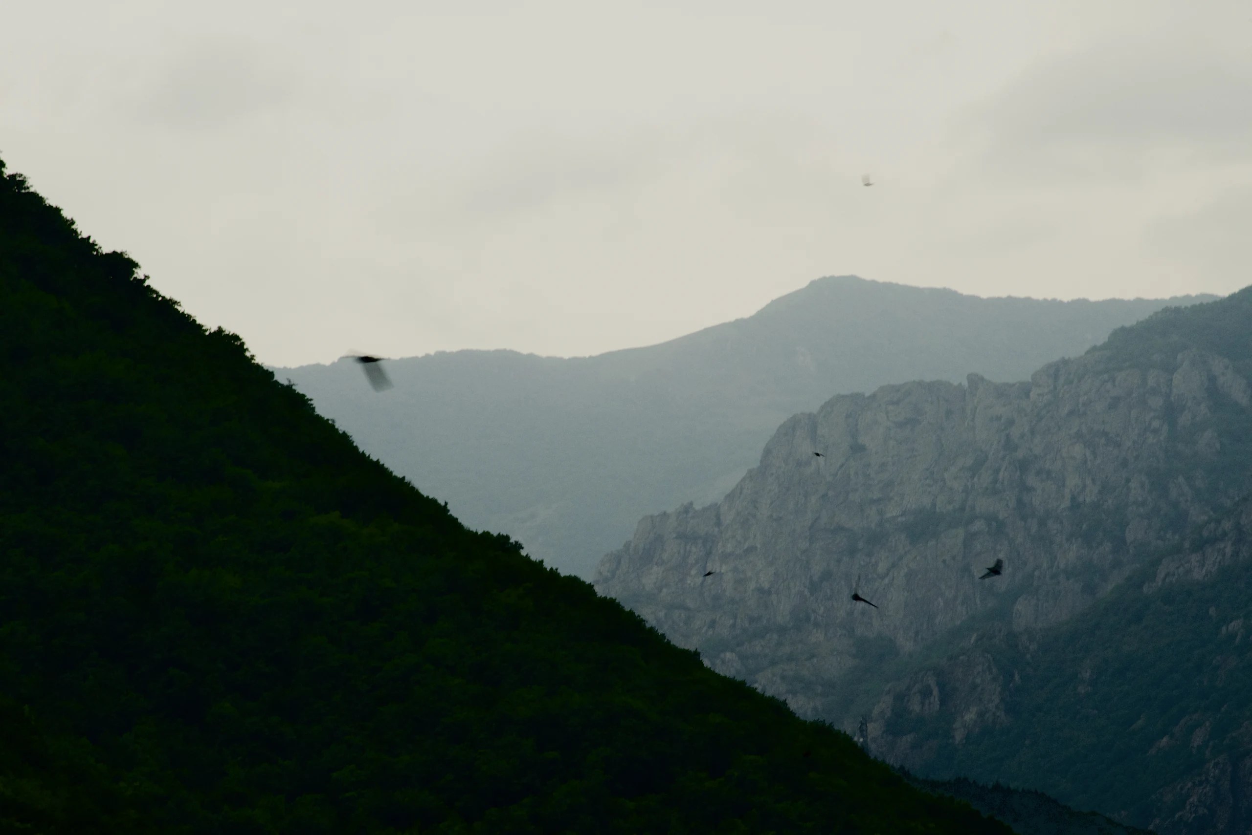 Dark birds flying across a mountain valley with forested slopes and pale cliffs.