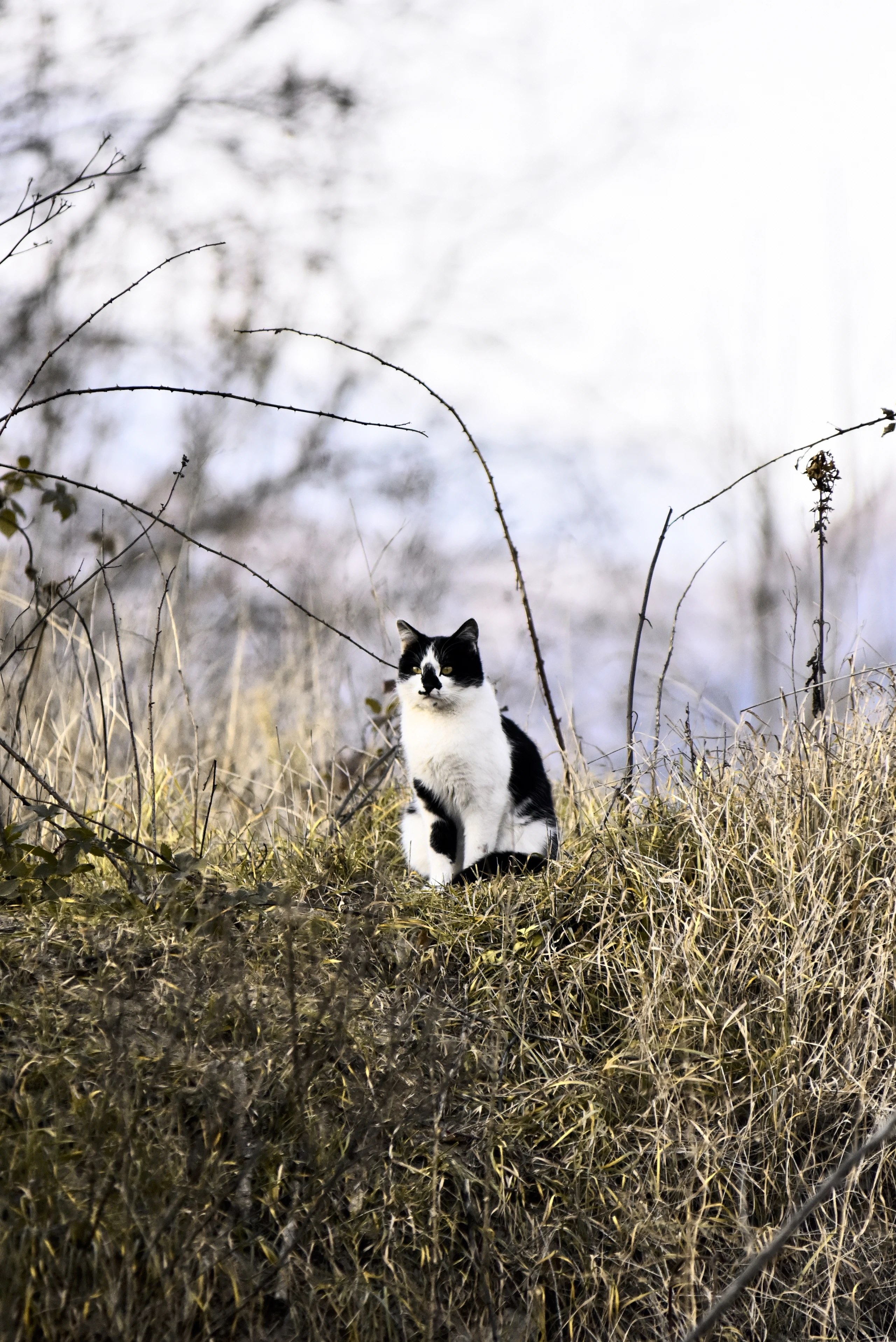 A black-and-white cat sitting in dry grass on a low bank.