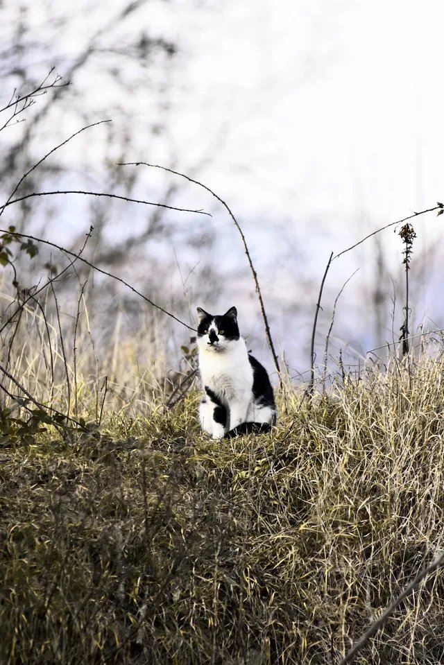 A black-and-white cat sitting in dry grass on a low bank.