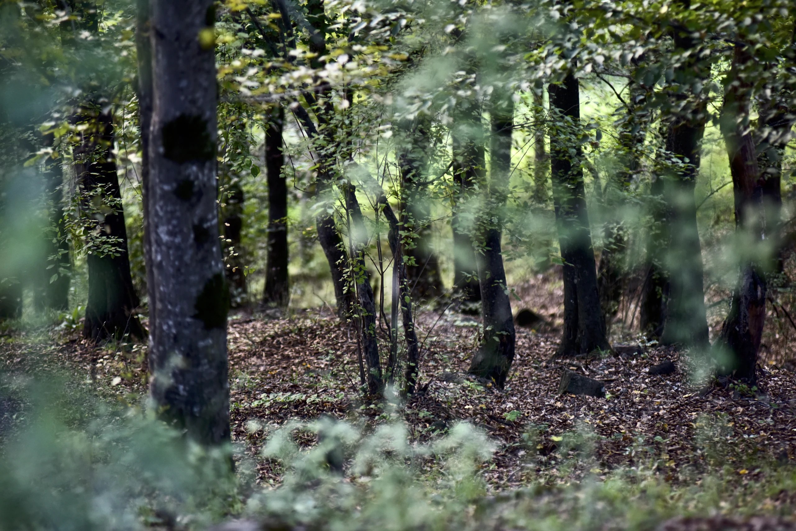 A shaded woodland grove with dark tree trunks and a small clearing near Kapan.