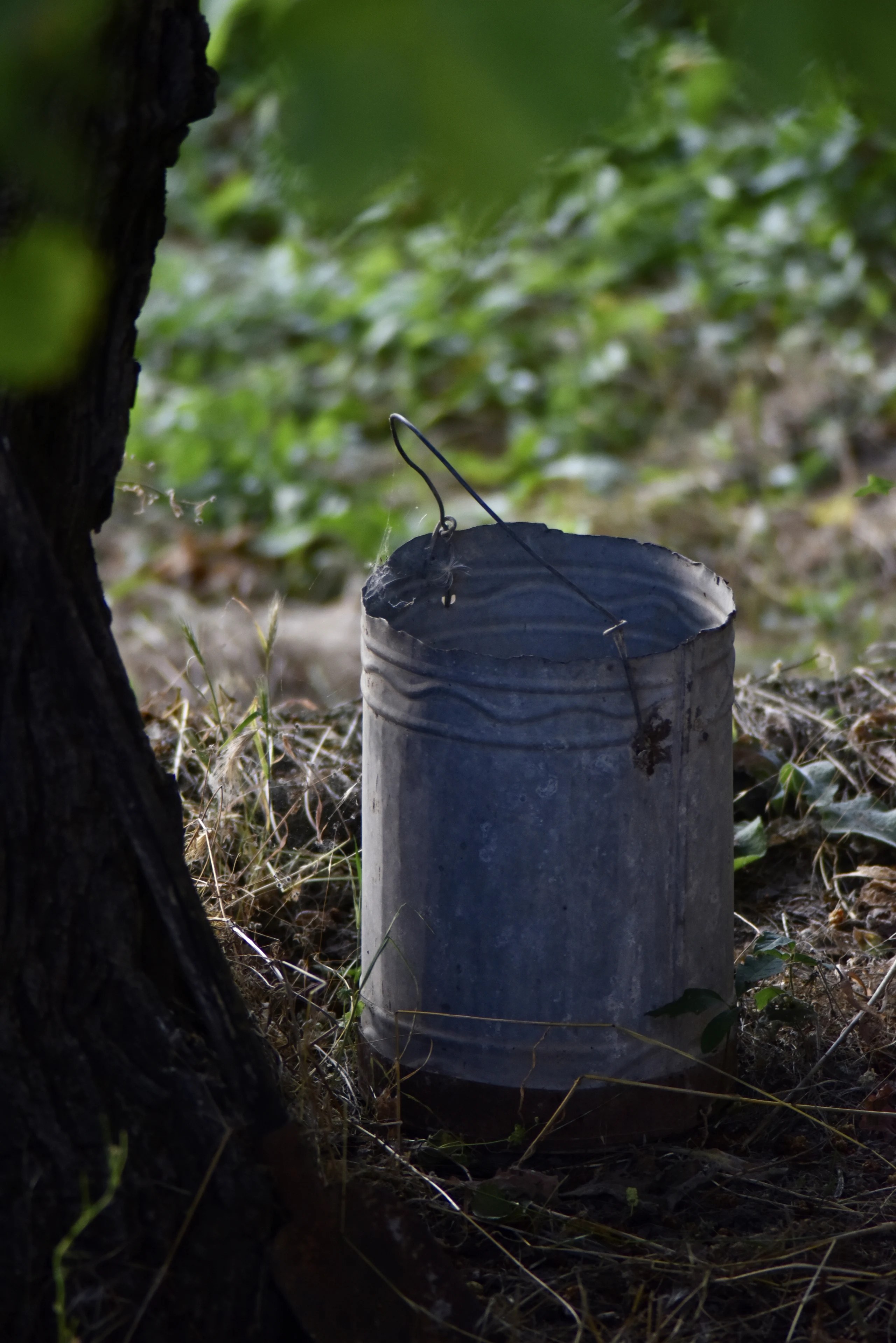 A metal pail on dry grass beside a tree trunk.