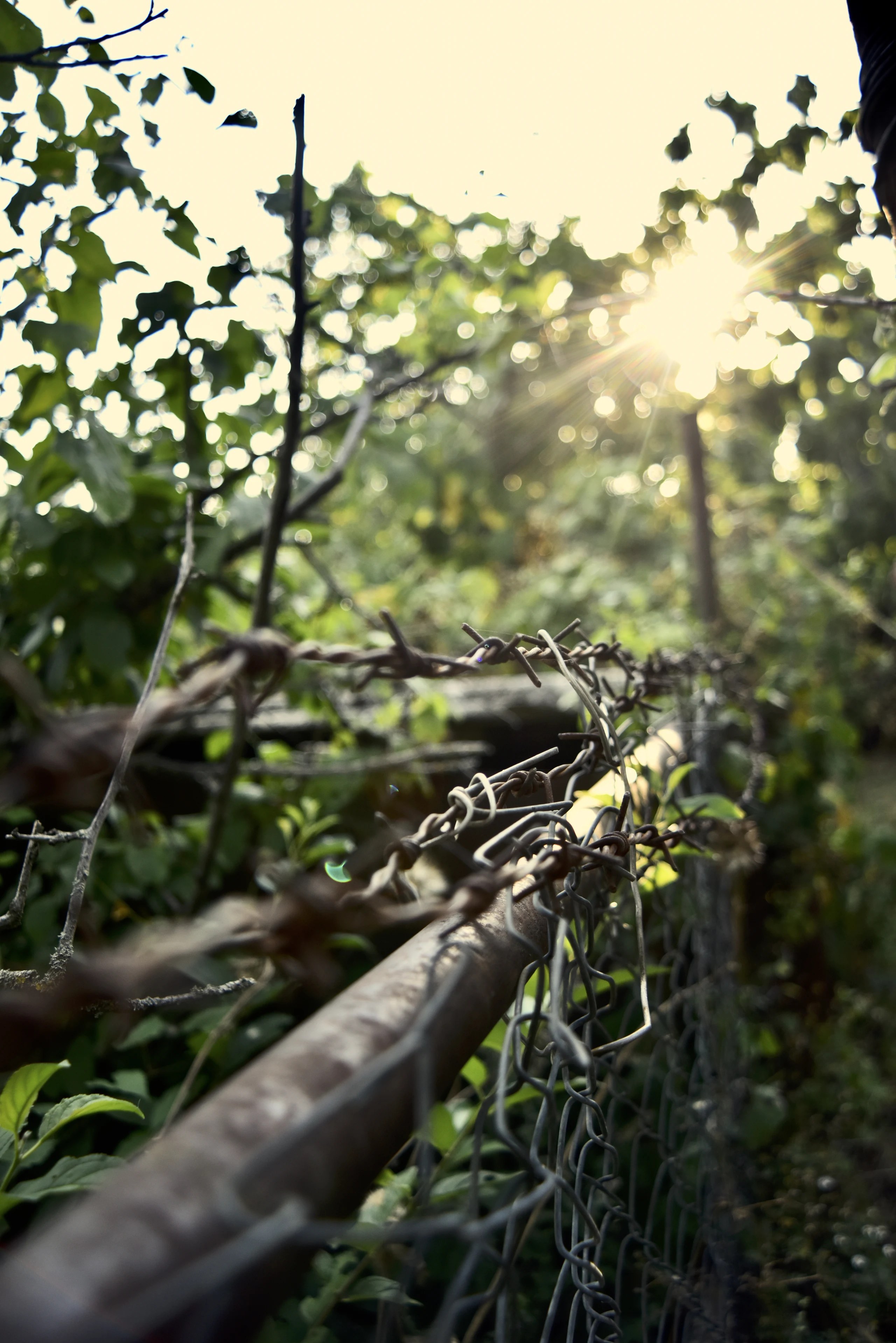 Sunlight through leaves above a wire fence.