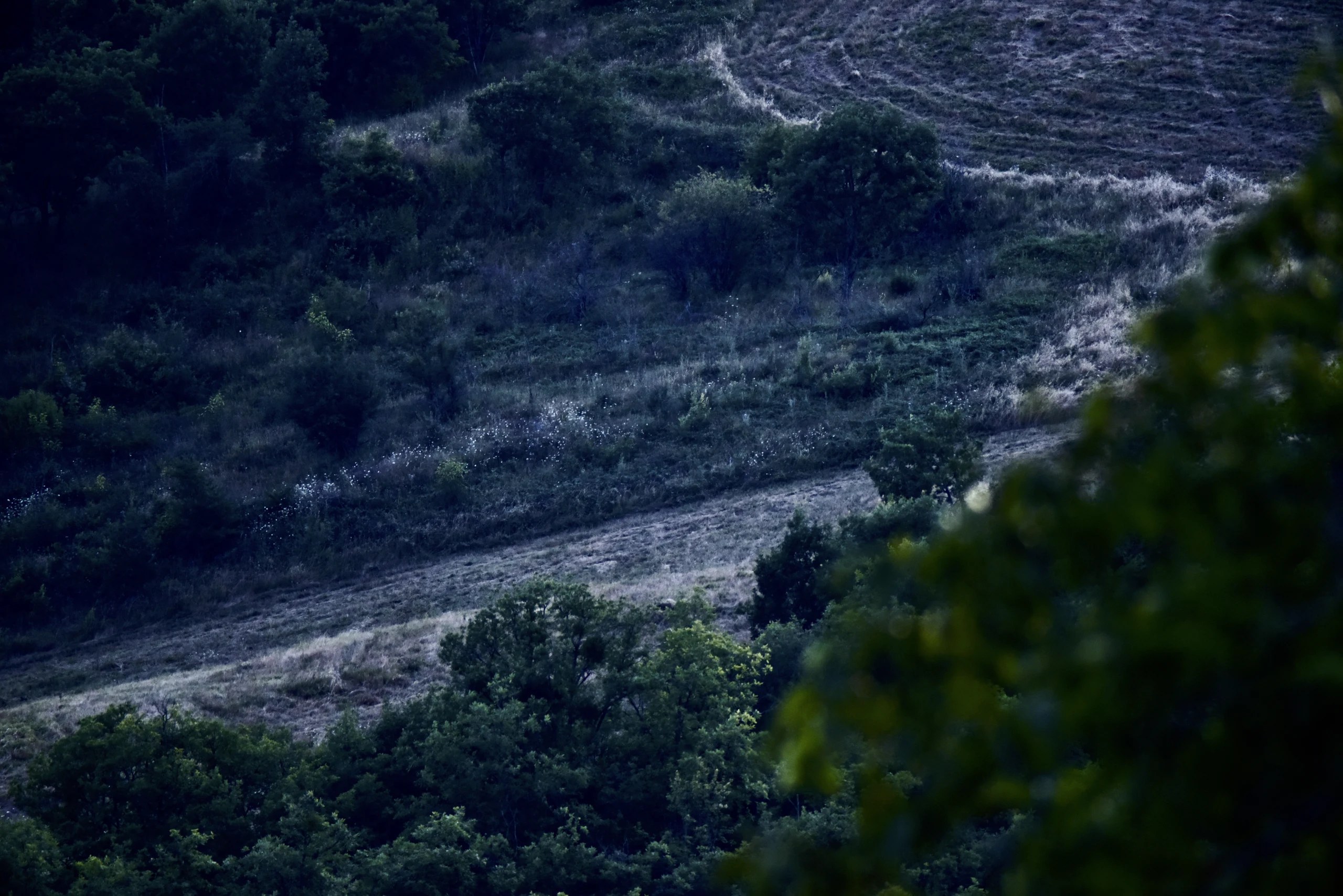 Pale tracks crossing a grassy hillside above shrubs.