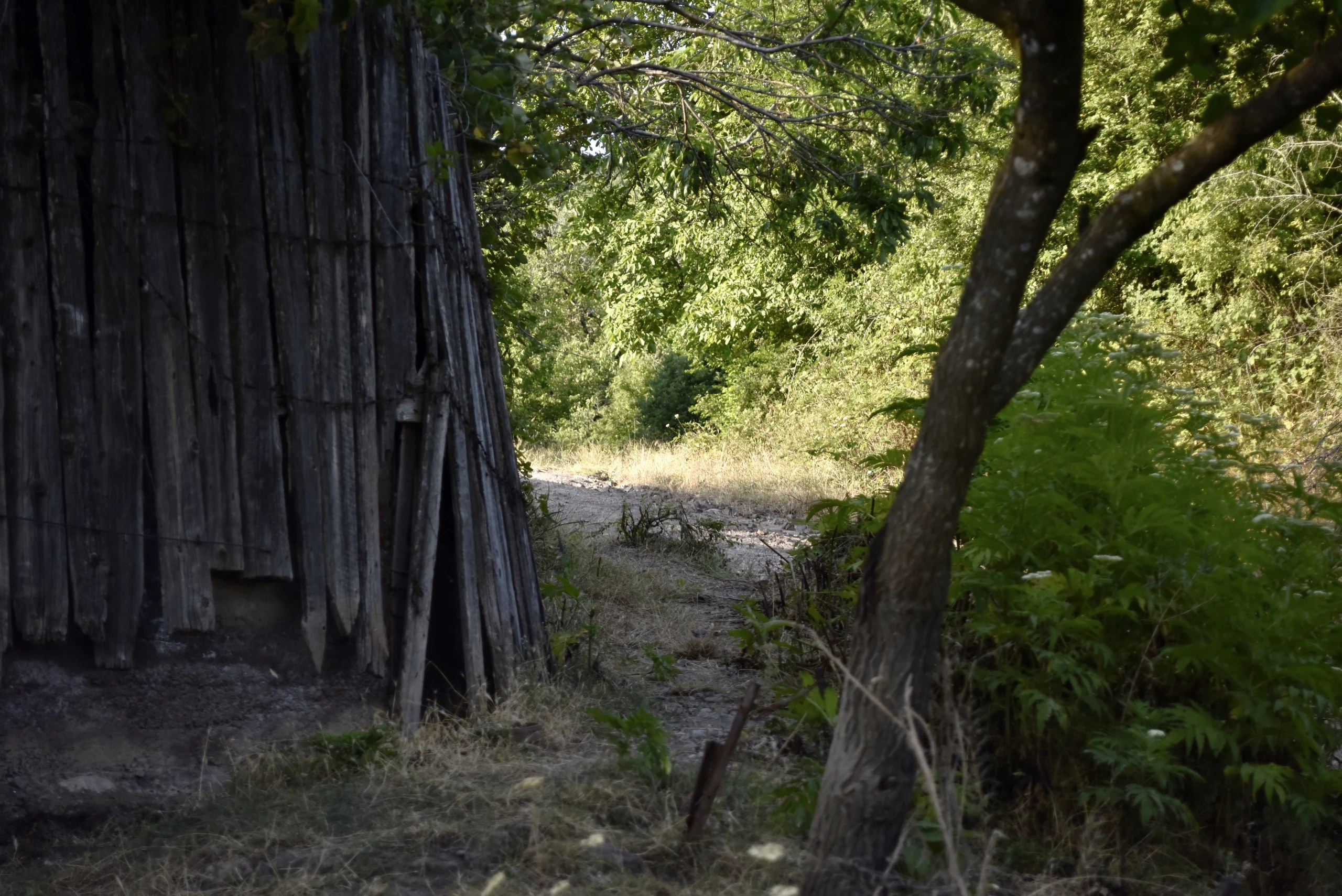 A narrow path beside a weathered wooden shed and trees.