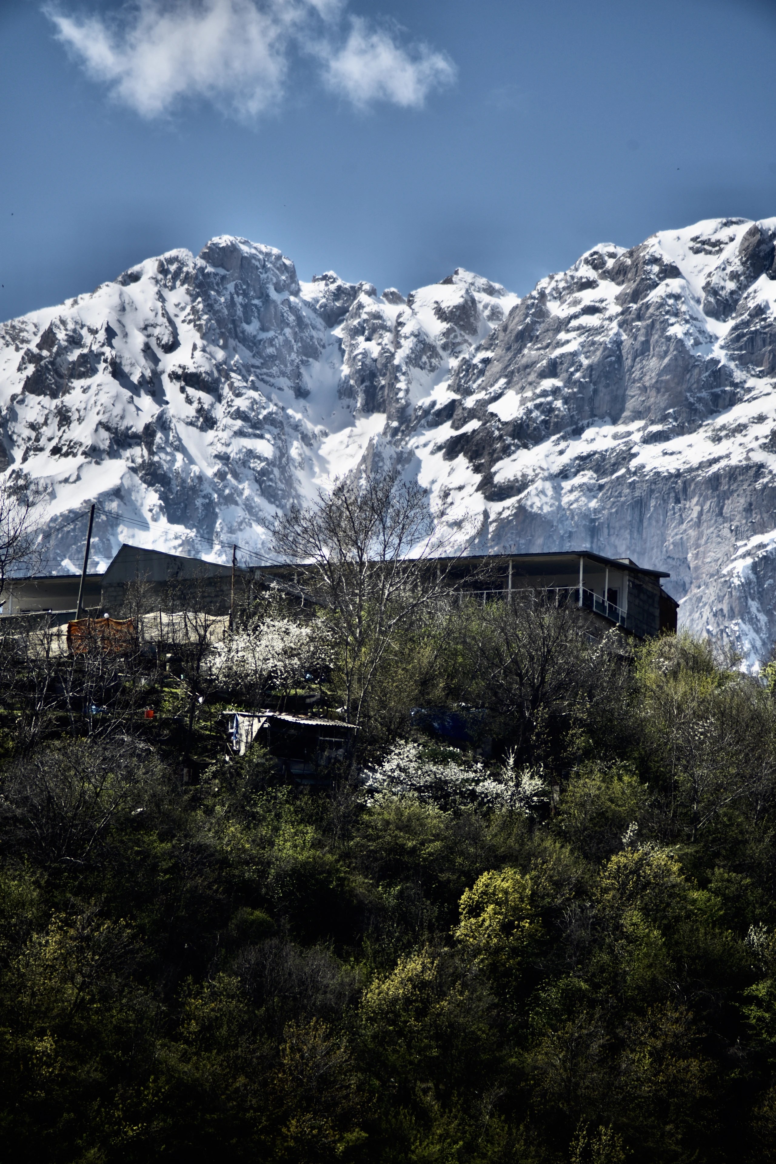 Snow-covered Mount Khustup above hillside homes and blossoming trees in spring.