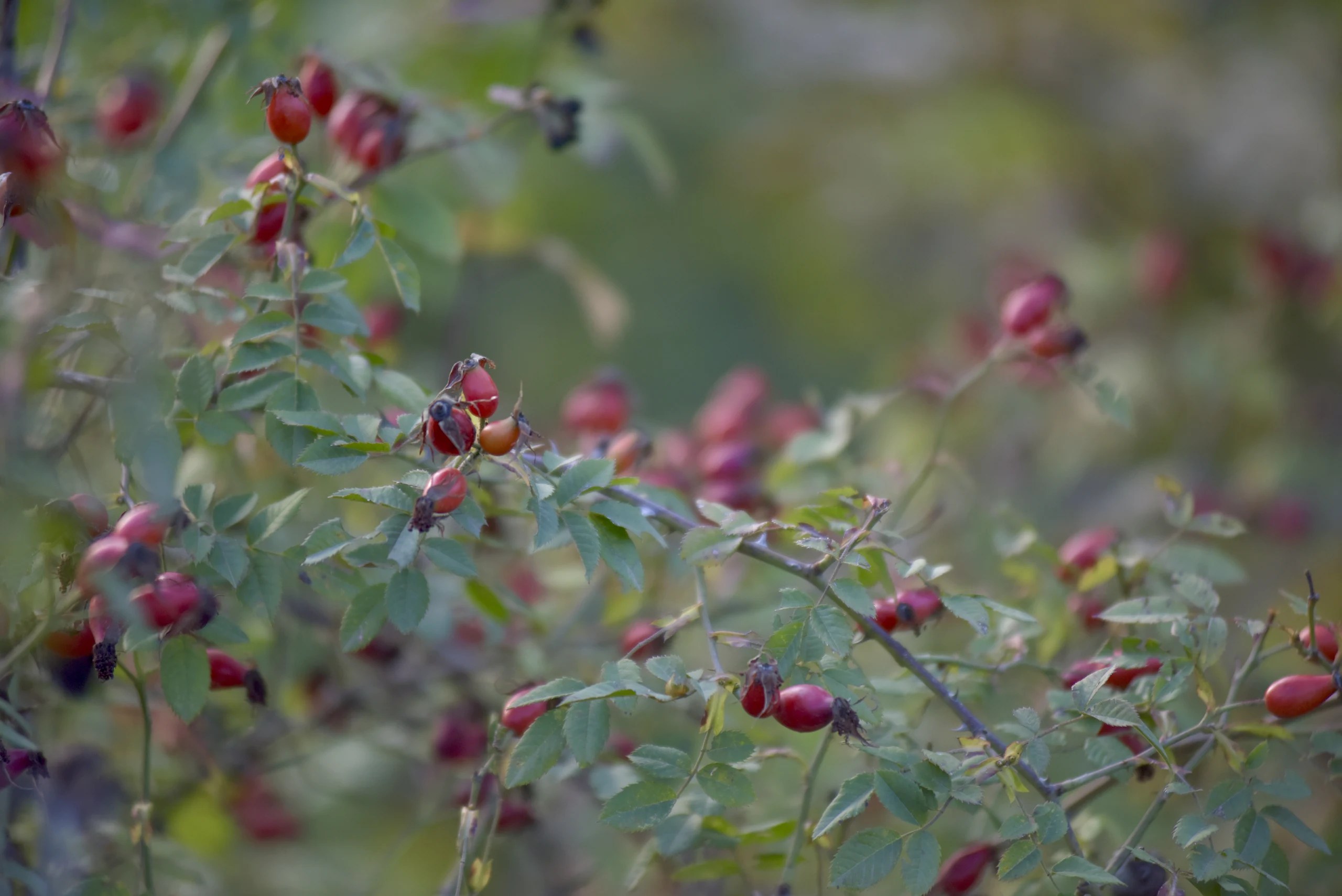 Red rose hips on thorny green branches in Kapan.