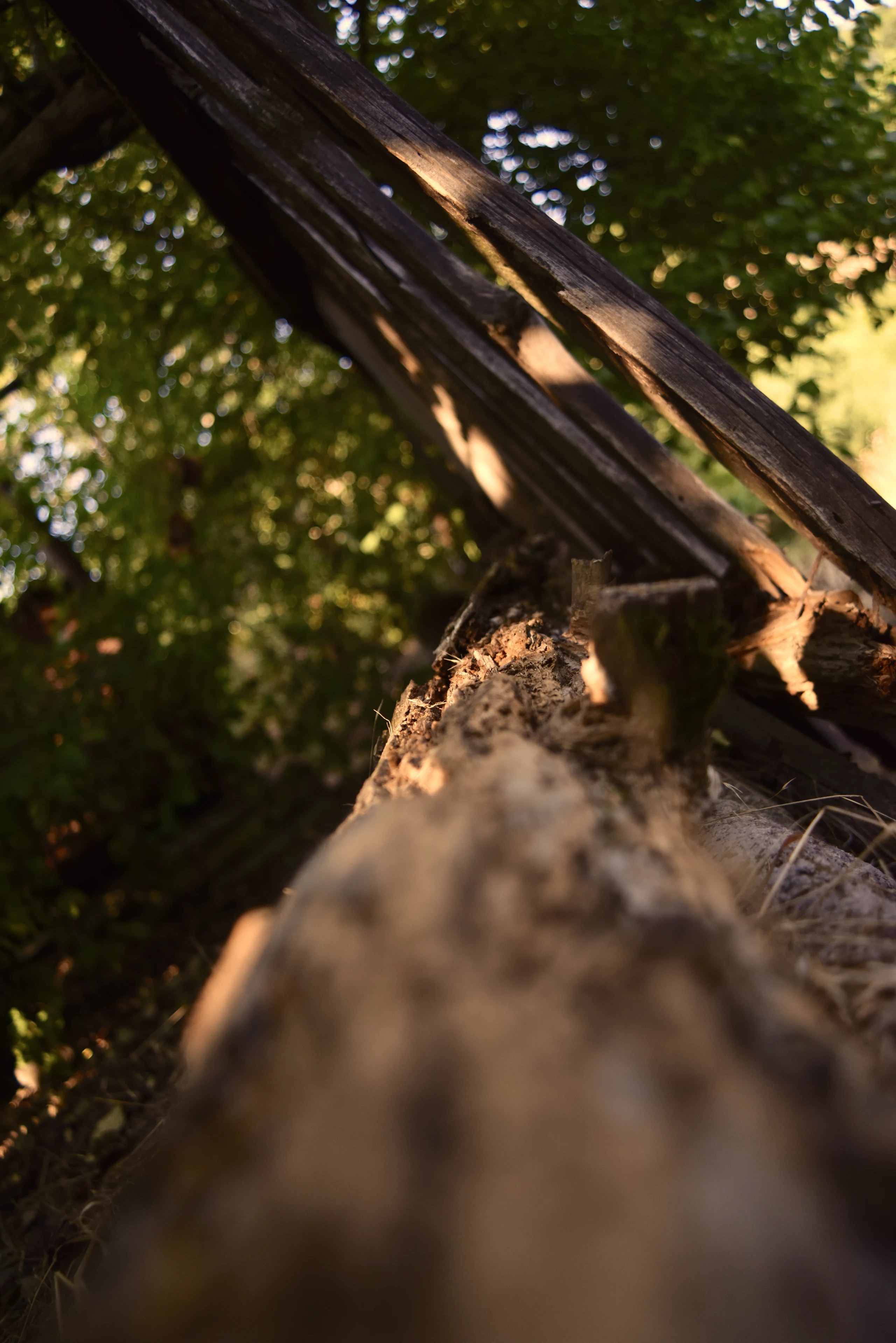 Weathered wooden beams beneath leafy shade.