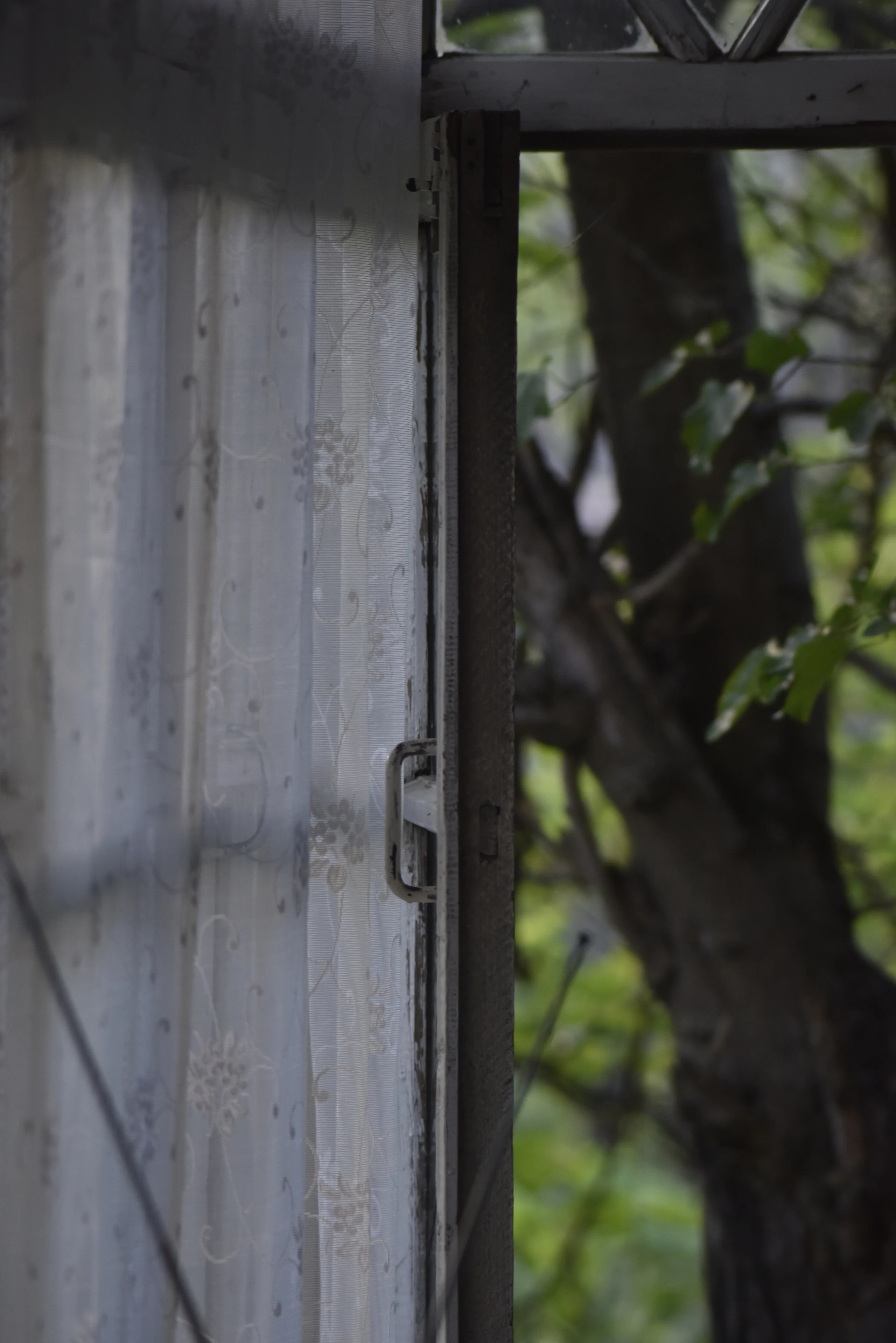 A lace curtain beside an open window and a tree.