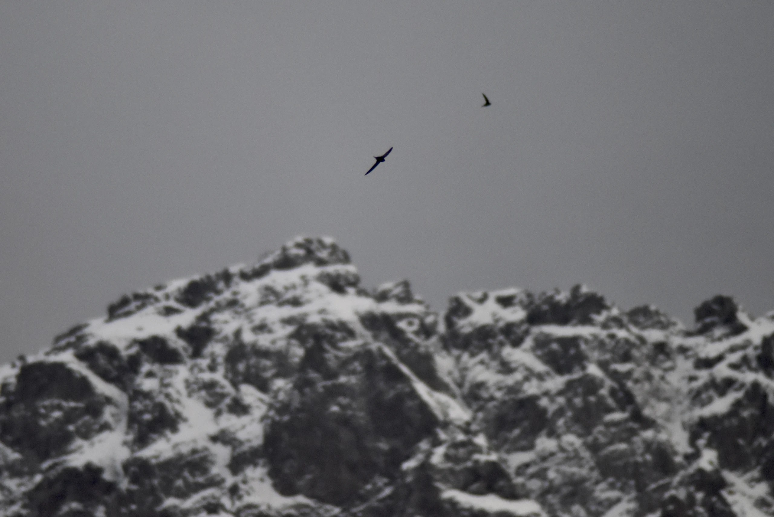Two birds in flight above a snow-covered rocky ridge.