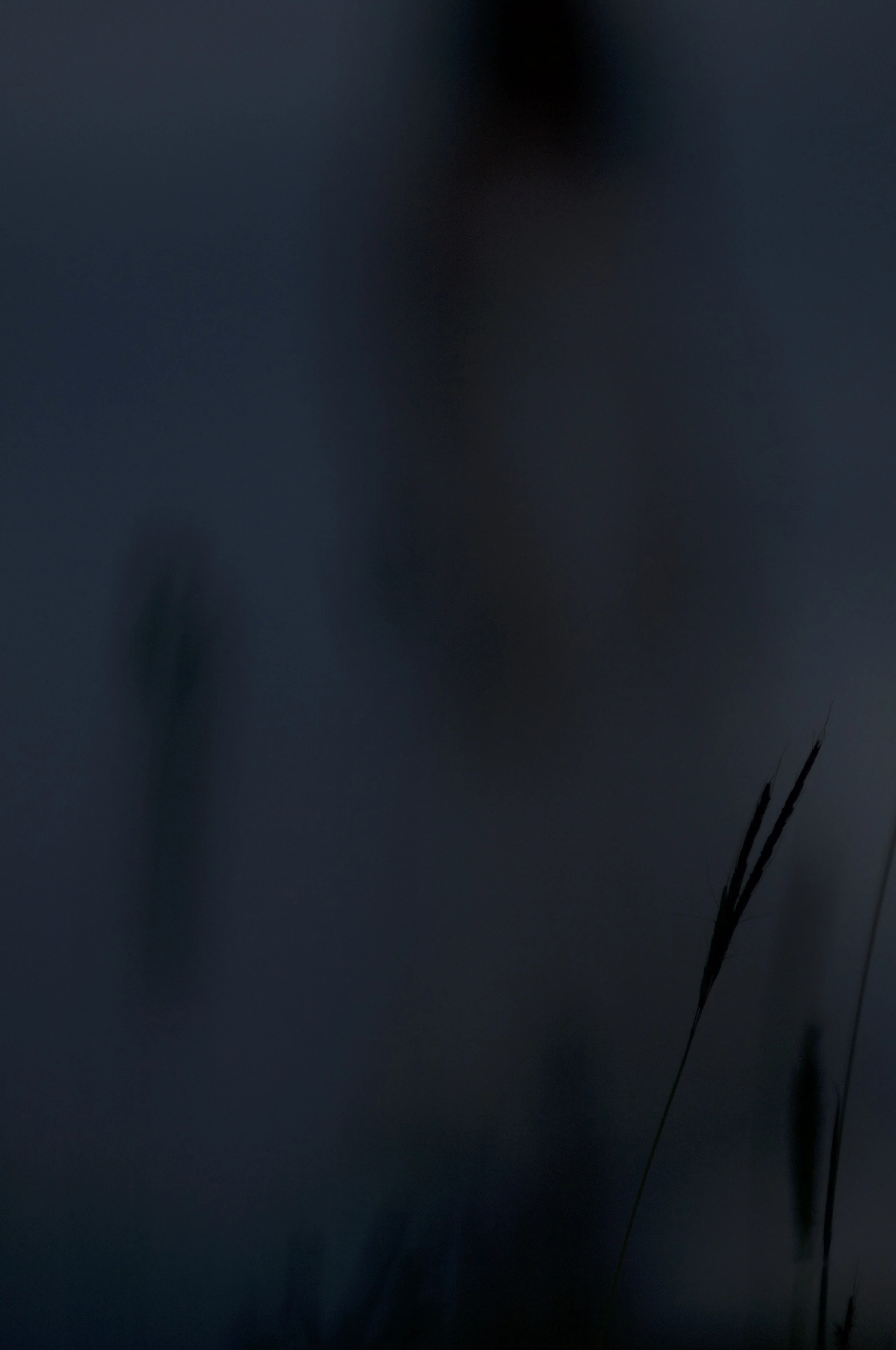 Dark grass against soft blue shadow.
