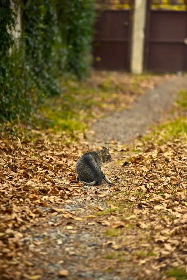 A tabby cat sitting on a path covered with dry leaves.