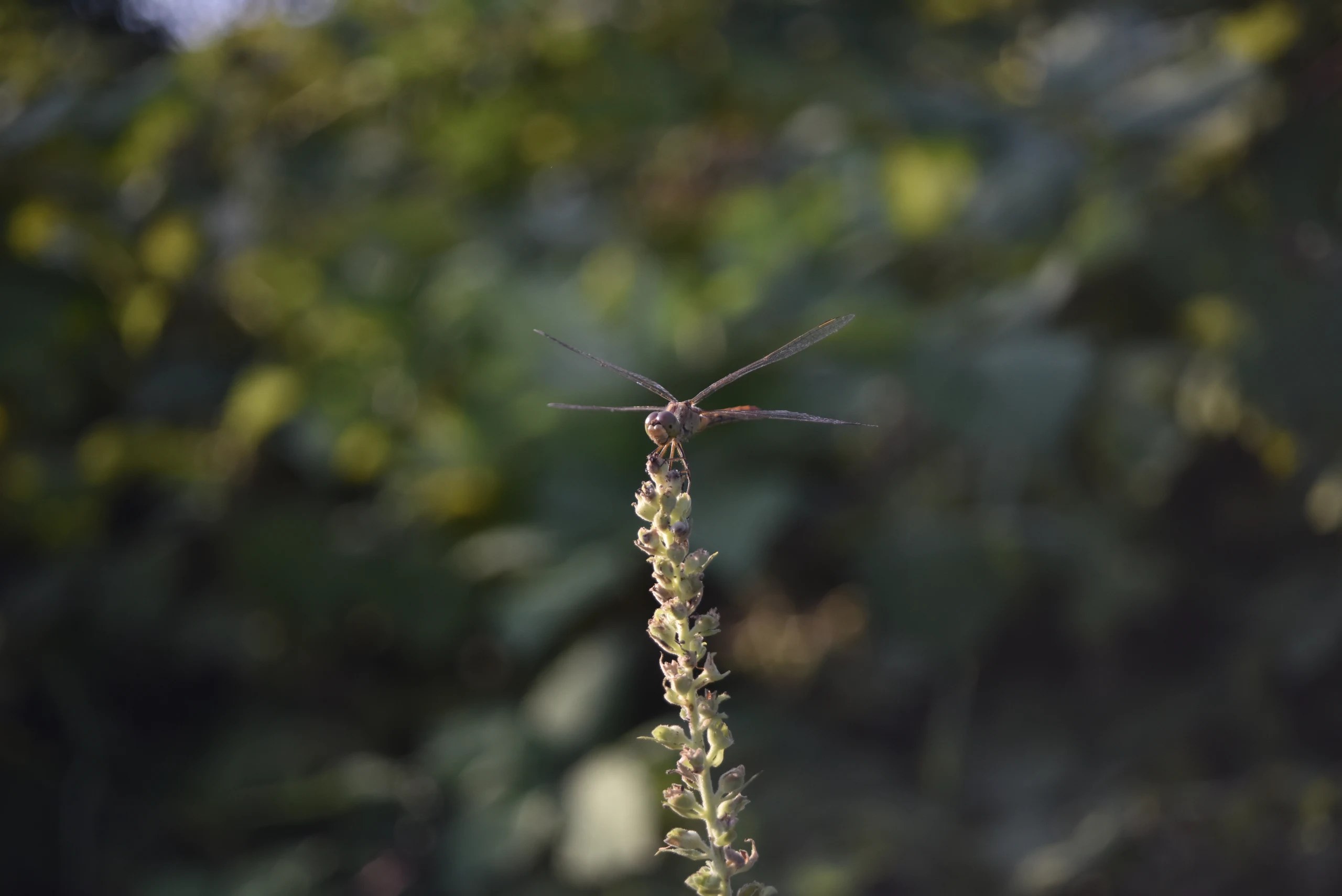 A long-antennaed insect on the tip of a seed head.