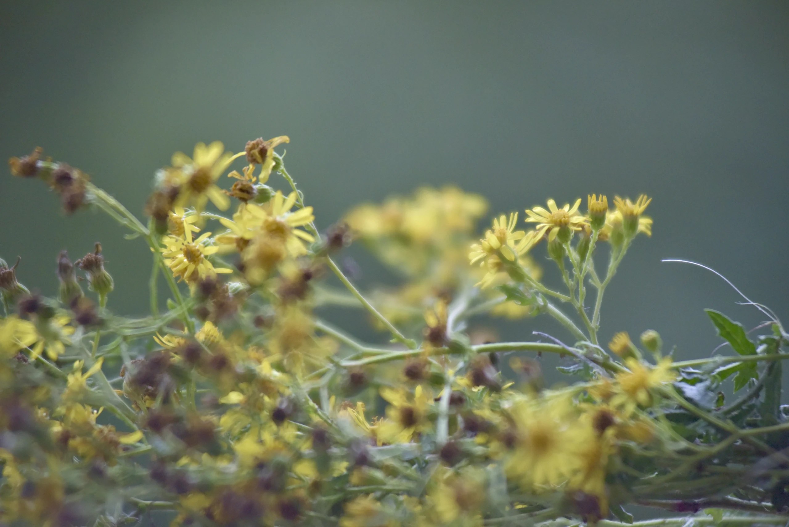 Small yellow flowers against a soft green background.