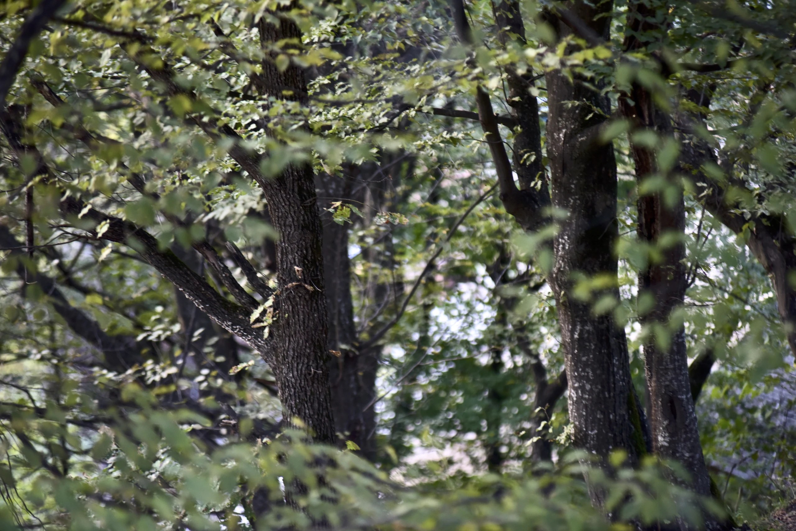 Mature tree trunks and green leaves in a wooded hillside near Kapan.