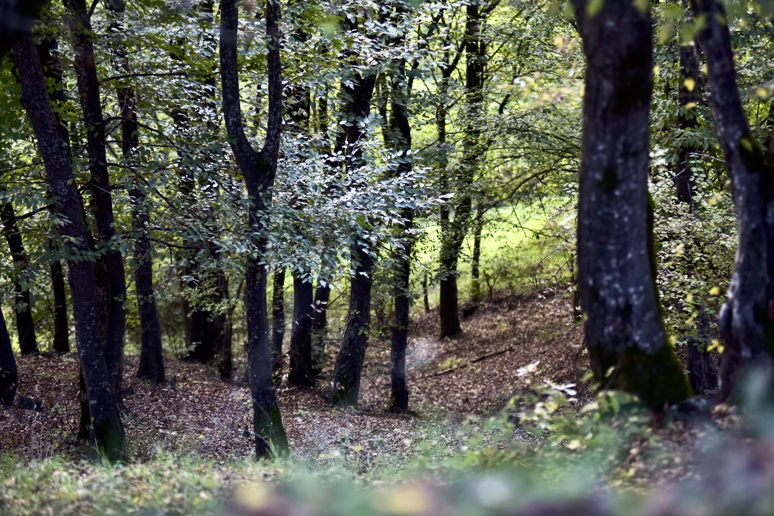 A sloping forest floor with mossy tree trunks near Kapan.