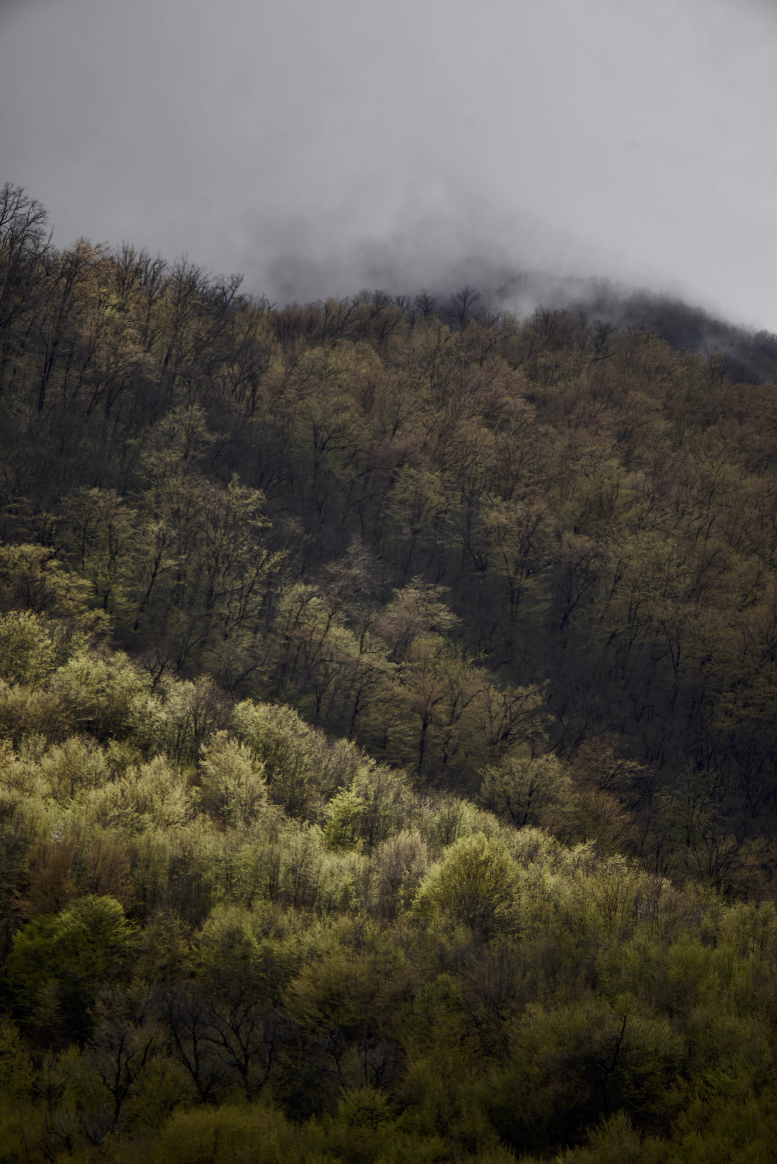 Green forest on a slope beneath low cloud.
