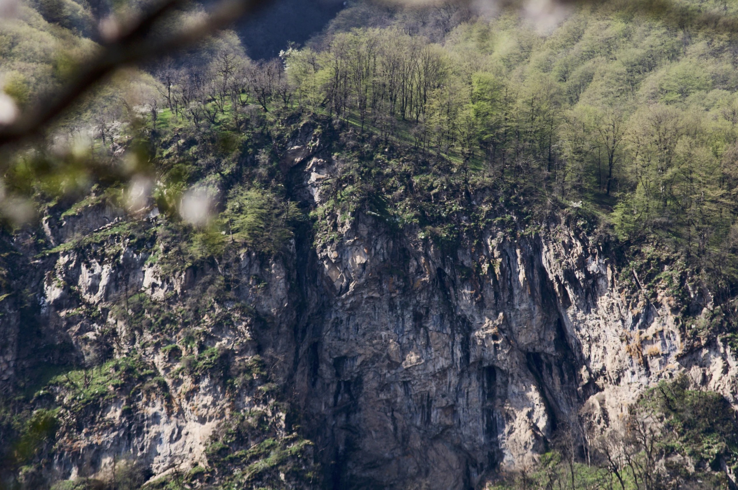 Green trees above a rocky cliff face in spring.