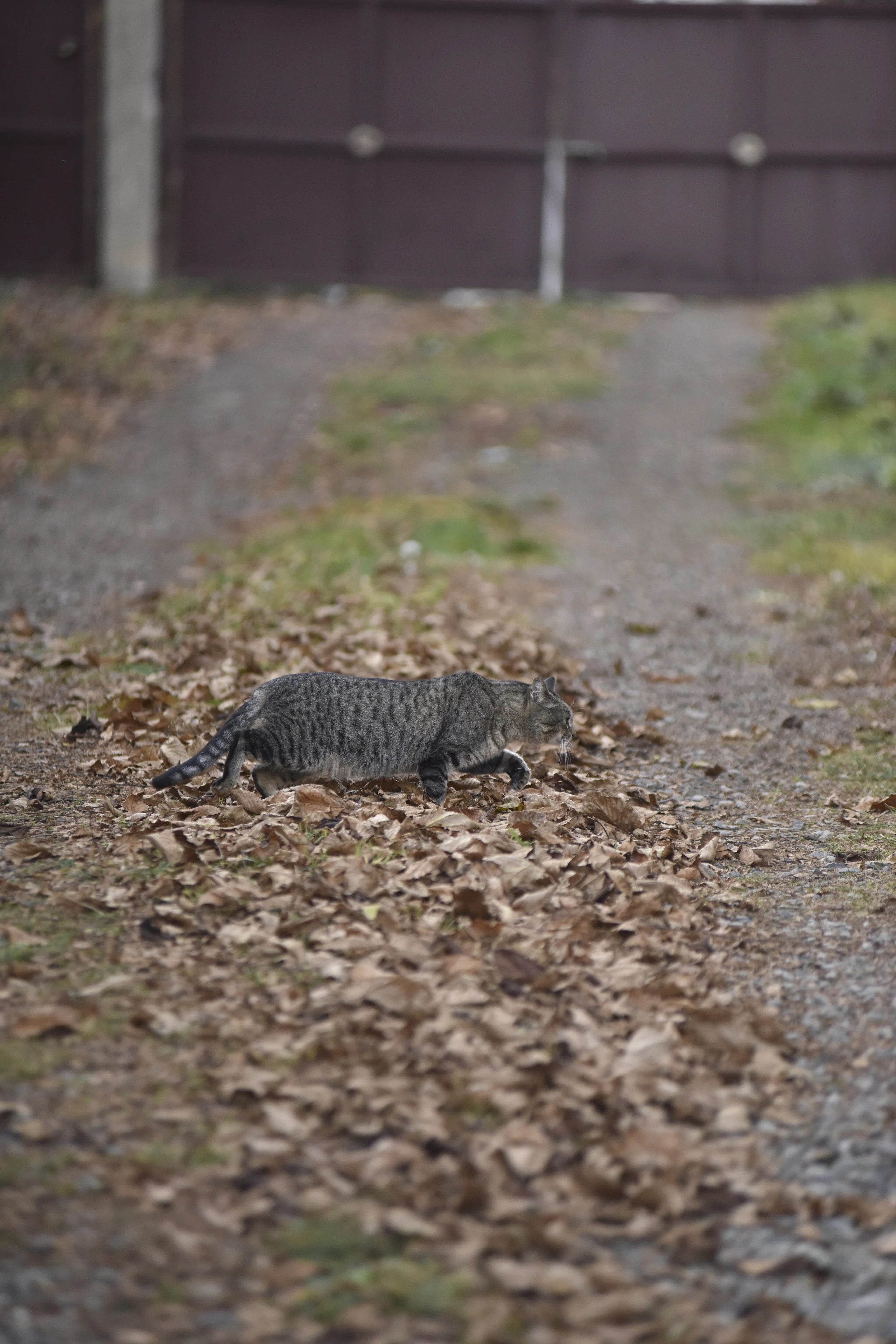 A tabby cat walking through fallen leaves beside a dark gate.